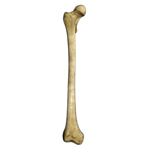 Bone PNG-46834